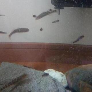 🐠 アゴハゼ 幼魚20匹～🐠海水魚
