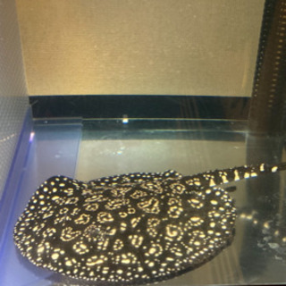 淡水エイ、超極上ダイヤモンドハイブリッドエイ、ハイブリッド淡水