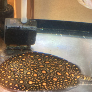 淡水エイ、超極上ダイヤモンドハイブリッドエイ、ハイブリッド淡水