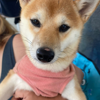 福岡県の犬の里親募集 ジモティー
