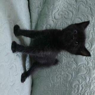 里親さんが決まりました！生後1ヶ月弱の黒猫1匹