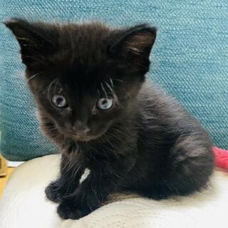 里親さんが決まりました！生後1ヶ月弱の黒猫1匹 - 猫