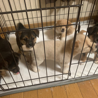 福岡県の犬の里親募集 ジモティー