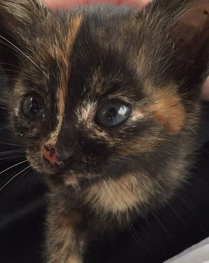 サビ猫1ヶ月前後の子猫人懐っこい可愛い子です シオリ 阿蘇の猫の里親募集 ジモティー