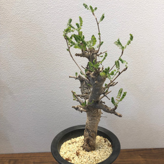 ボスウェリア ネグレクタ 発根済