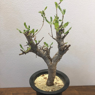 ボスウェリア・ネグレクタ　発根済 ボスウェリア ネグレクタ 発根済