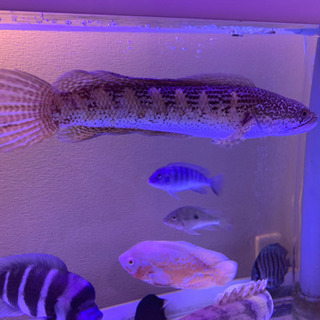 大型熱帯魚❗️フロントーサ他　多数