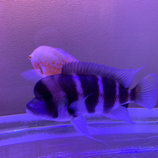 大型熱帯魚❗️フロントーサ他　多数
