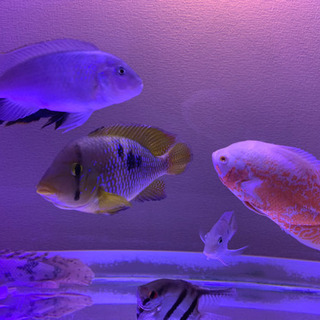 大型熱帯魚❗️フロントーサ他　多数