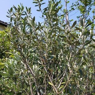 オリーブ★2m〜