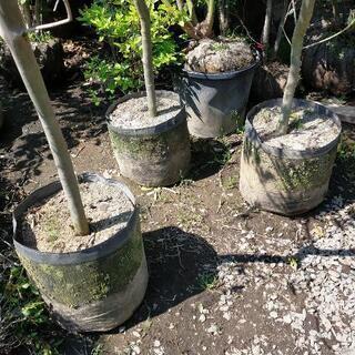 オリーブ★2m〜