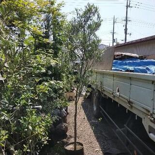 オリーブ★2m〜