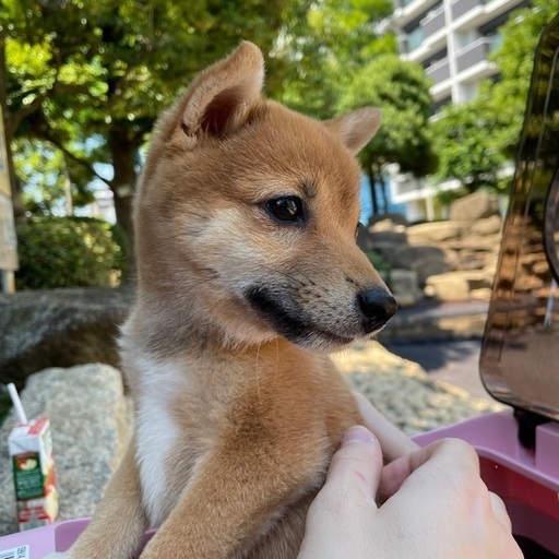 かわいい豆柴の女の子のさくらちゃん 生後4ヶ月 Sakura 押上 スカイツリー前 の柴犬の里親募集 ジモティー