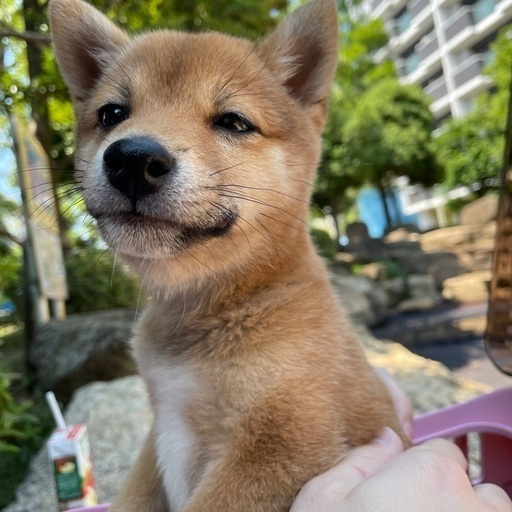 かわいい豆柴の女の子のさくらちゃん 生後4ヶ月 Sakura 押上 スカイツリー前 の柴犬の里親募集 ジモティー かわいい豆柴の女の子のさくらちゃん 生後4ヶ月 Sakura 押上 スカイツリー前 の柴犬の里親募集 ジモティー