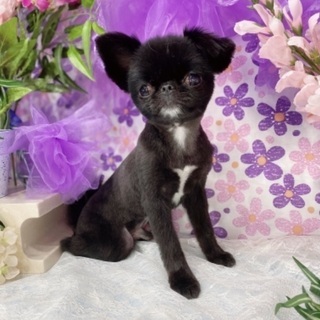 愛知県 名古屋市の犬の里親募集 ジモティー 愛知県 名古屋市の犬の里親募集 ジモティー