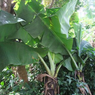 バナナの植え木（2本）根っこから葉っぱまでの高さ約２ｍ。　無農薬...