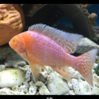 アウノロカラファイアフィッシュアルビノred eye幼魚🐠