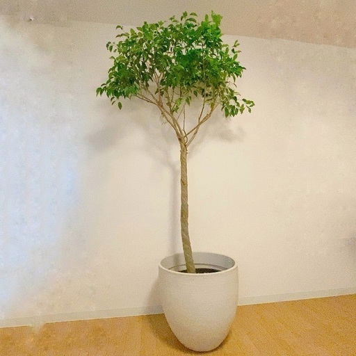 観葉植物　ファカスベンジャミン　大型　ファカス　ガジュマル　シェフレラ