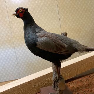 【ネット決済】鳥のはく製