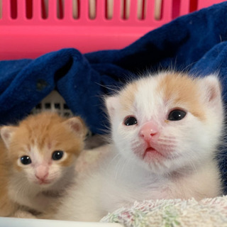 人間大好き可愛い3兄妹❤