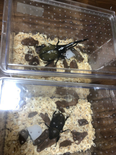 ヘラクレスオオカブト　ペア
