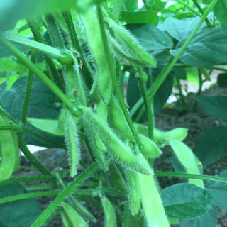 そろそろ暑い夏❣️ 枝豆畑の畝間の草取り　農作業　バイト