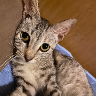 沖縄の里親募集 ジモティー