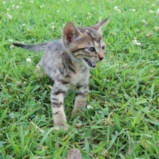 かわいいキジトラ子猫と母猫　ふわふわコロコロ　 − 沖縄県