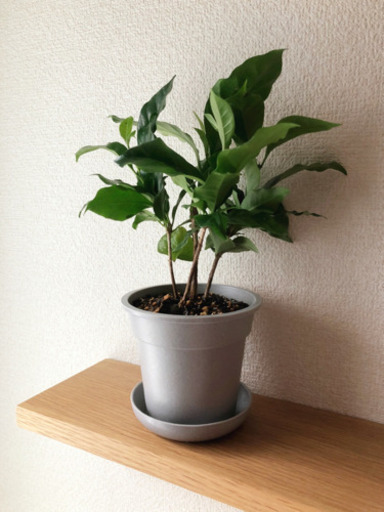 観葉植物　コーヒーの木②　26cm　グレーカラーの3.5号の鉢と受け皿付き