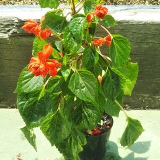 サルビア　赤　植物の交換可能　苗　植物　花　タネ　たね