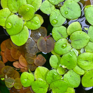 水草   浮草  限定1名様のみ