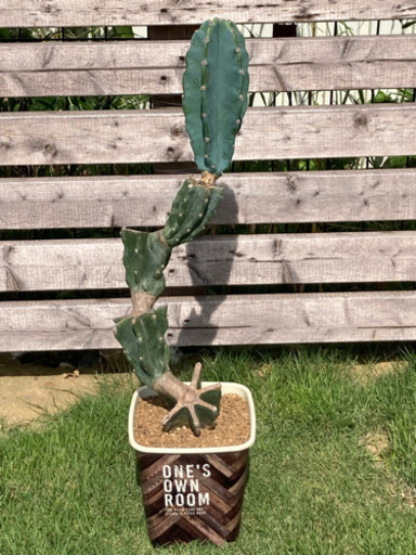 柱サボテン 鬼面角 ブランチ ③