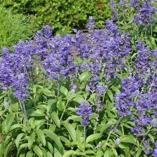 ブルーサルビア植物の交換可能ラベンダーによく似た涼しげな青紫色の花苗植物花タネたね Sa 東京のその他の中古あげます 譲ります ジモティーで不用品の処分
