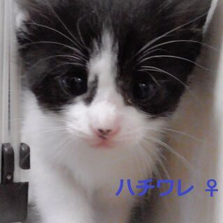 月齢1か月　半長毛の可愛い子猫たち5匹　【動画あり】 − 神奈川県