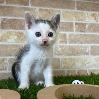 野良猫の子猫