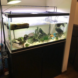 水槽　LEDライト　UVライト　棚　セット！