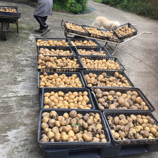 ジャガイモ収穫体験たっぷり8kg【6/19土8:30の枠空きまし...