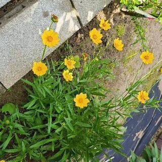 お花もらって下さい。(取引中)