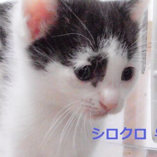 月齢1か月　半長毛の可愛い子猫たち5匹　【動画あり】 - 猫