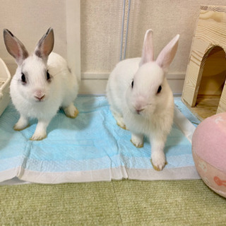 仔うさぎ🐰‪‪❤︎‬