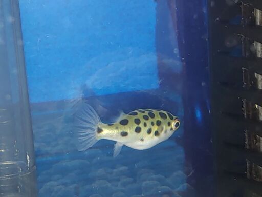 ミドリフグ 水槽10l エアー ヒーター エサ 飼育セット全て Shinプロフ必読 熊本のその他の中古あげます 譲ります ジモティーで不用品の処分