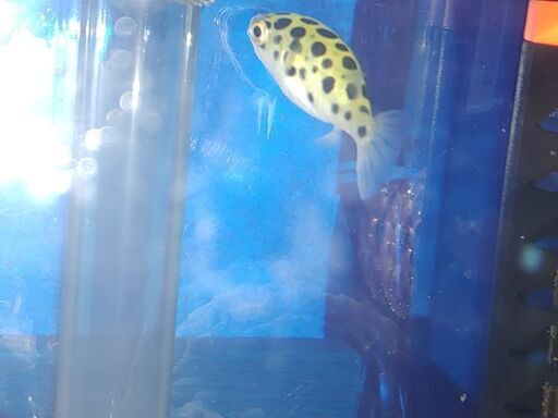 ミドリフグ 水槽10l エアー ヒーター エサ 飼育セット全て Shinプロフ必読 熊本のその他の中古あげます 譲ります ジモティーで不用品の処分