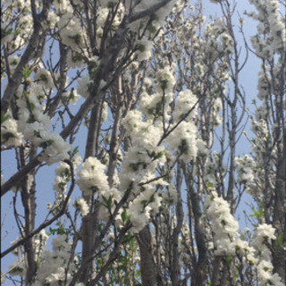 【ネット決済】ふわっふわっの白花　花桃