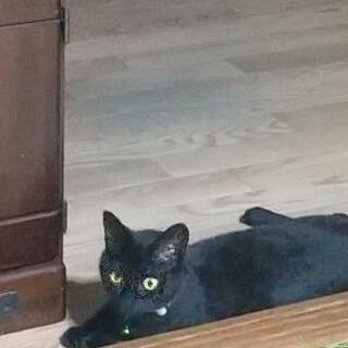 甘えん坊の黒猫