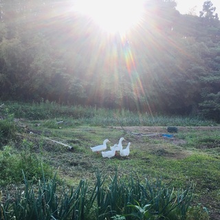 ゆったりヨガ　岡垣町（いきいきとした毎日をヨガと共に・・・）