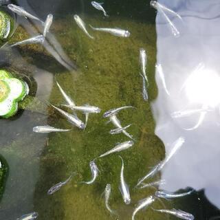 【ネット決済】星河ヒレなが針子