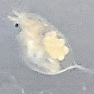 埼玉県の中古ミジンコが無料 格安で買える ジモティー