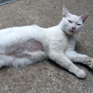 野良の白猫（避妊済み）激烈なつっこい - 蓮田市