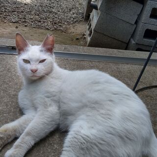 野良の白猫（避妊済み）激烈なつっこい - 猫