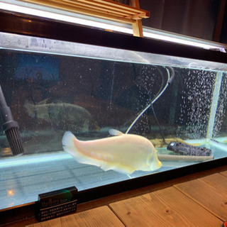 ロイヤルナイフ ピュアホワイト 個体のみ